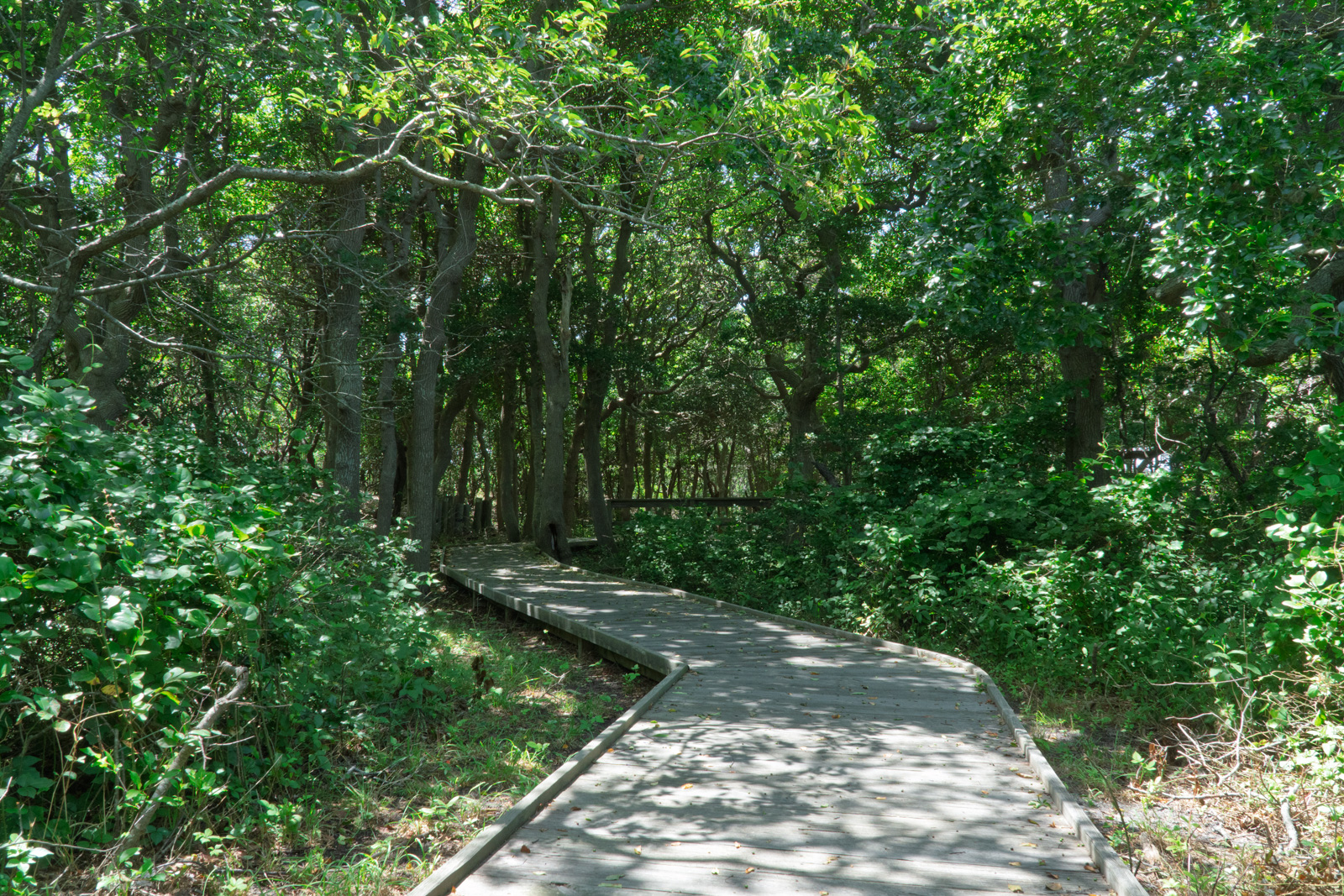 Sunken Forest boardwalk under the holly canopy